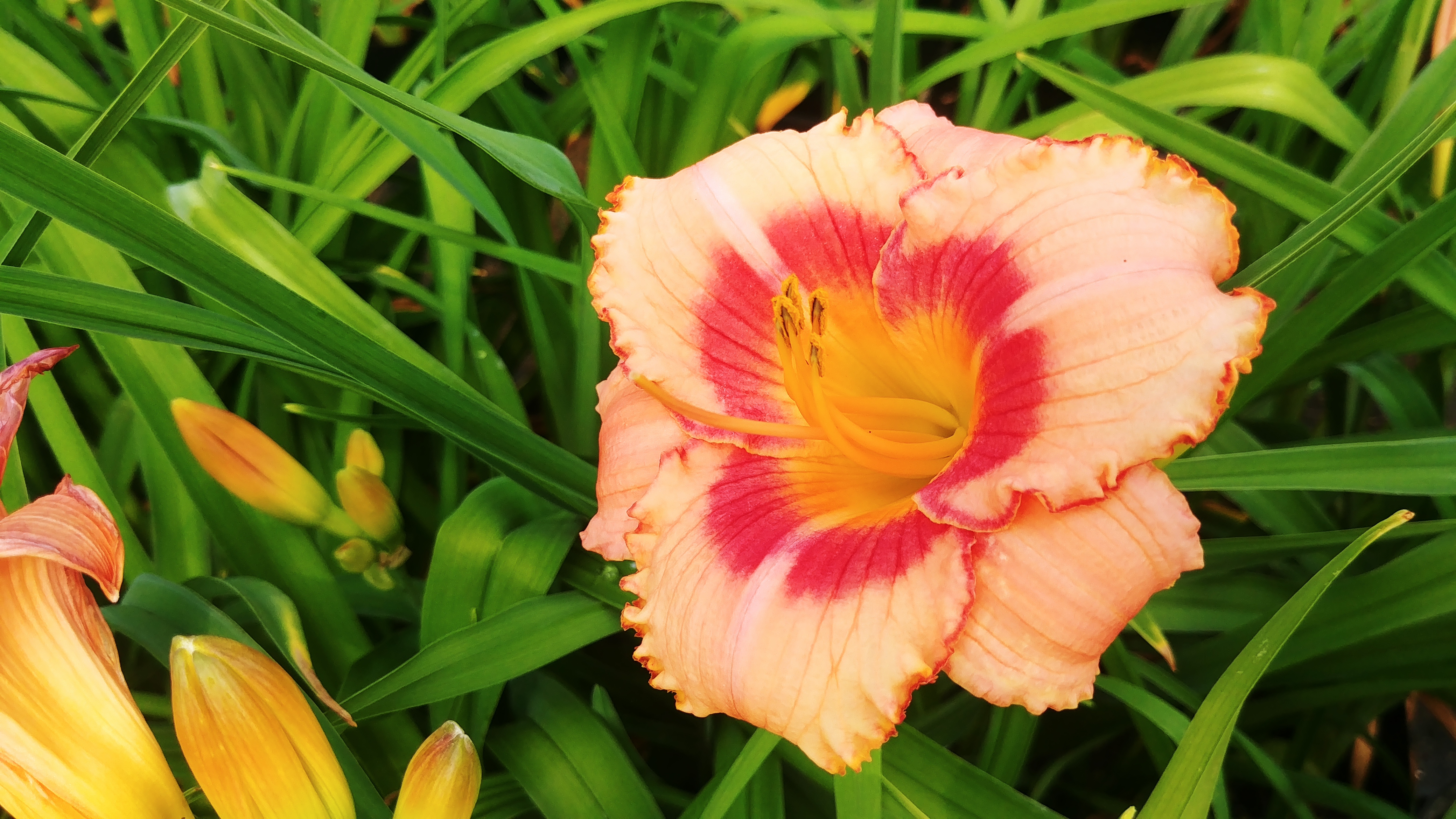 Hemerocallis 'Strawberry Candy'